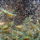Illustration for article titled Scientists genetically engineer a female-only prawn population to create a better world